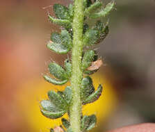 Plancia ëd Ivesia lycopodioides var. scandularis (Rydb.) Ertter & Reveal