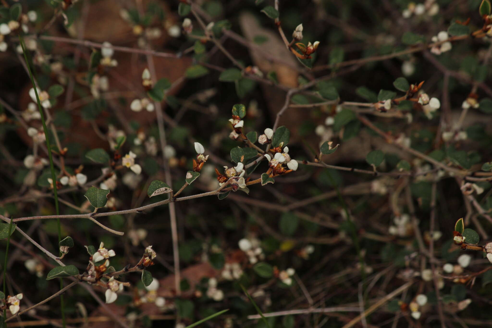 صورة Spyridium thymifolium Reiss.