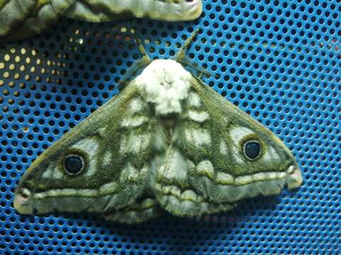 Image of Western Marbled Emperor