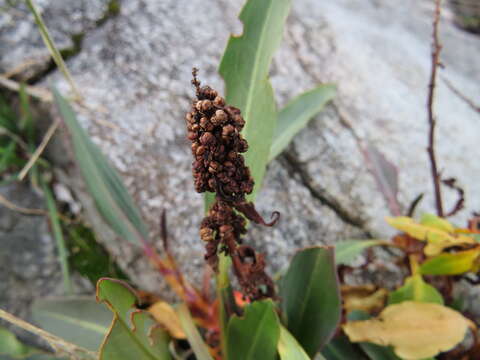 Image of Pacific Willow Dock