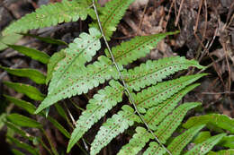 Sivun Dryopteris decipiens (Hook.) O. Kuntze kuva