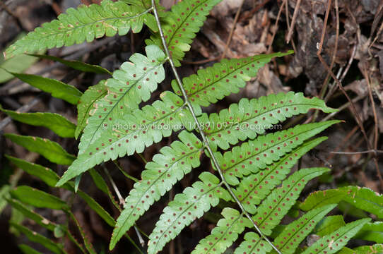 Image of Dryopteris decipiens (Hook.) O. Kuntze