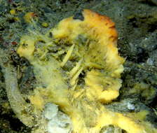 Image of orange rough ball horny sponge