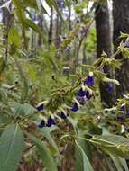 Imagem de Salvia albocaerulea Linden