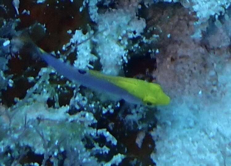 Image of Lightning Wrasse