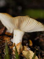 Image of Russula neerimea Grgur. 1997