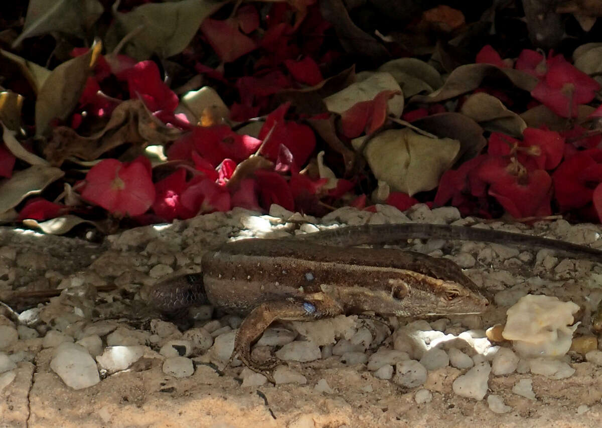 Image of Gallotia caesaris gomerae (Boettger & Müller 1914)