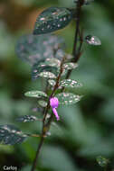 Hypoestes phyllostachya Baker resmi