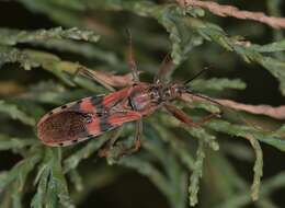 Image of Callistodema fasciata (Kolenati 1856)