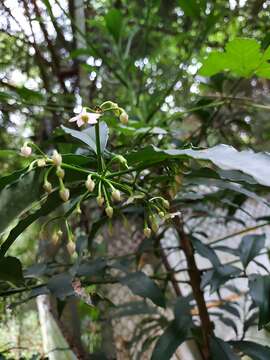 Image of Ardisia plant