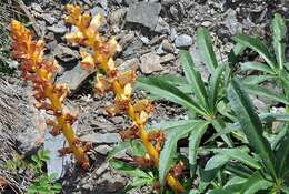 Orobanche haenseleri Reuter的圖片