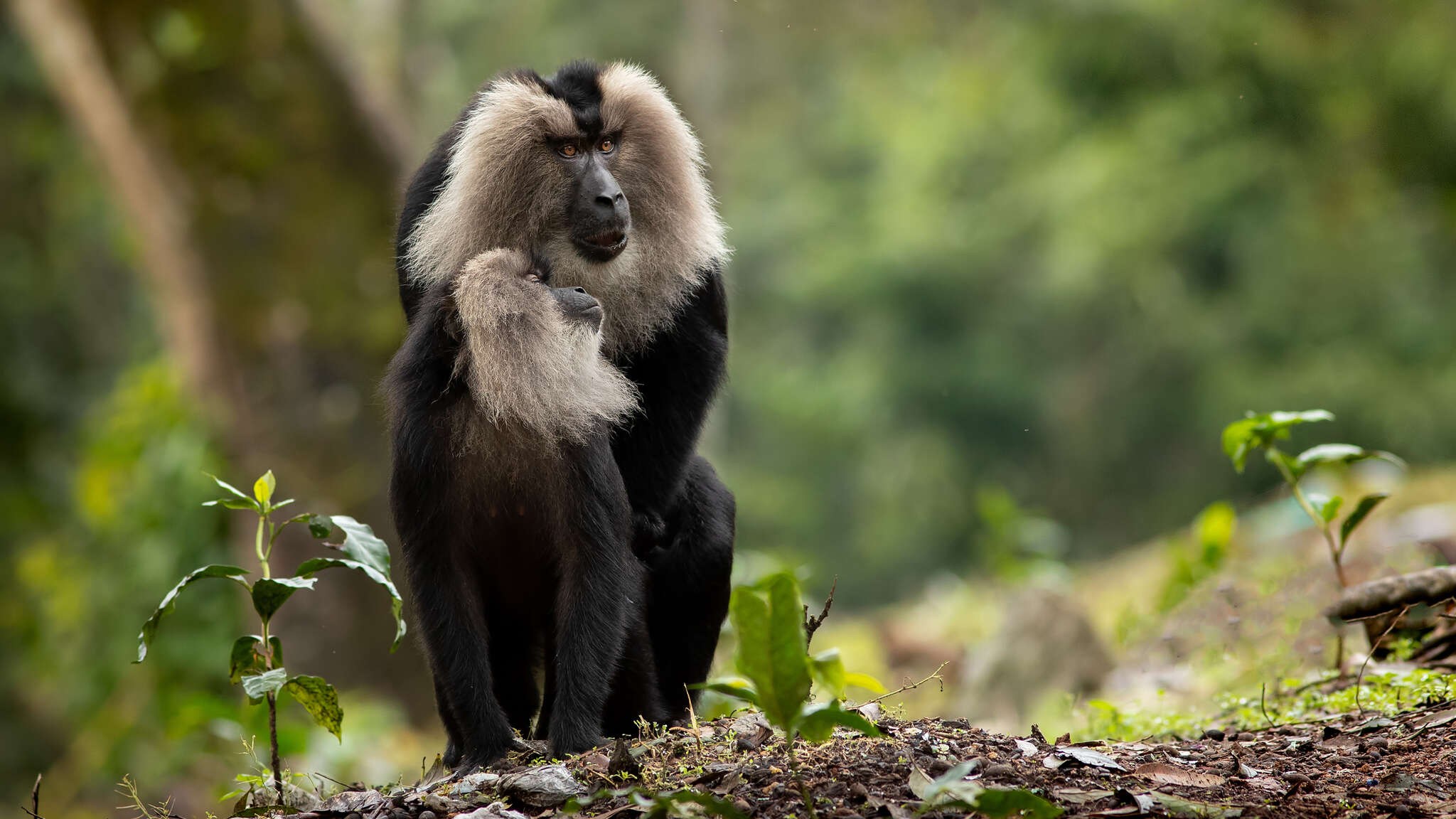 Imagem de Macaca silenus (Linnaeus 1758)