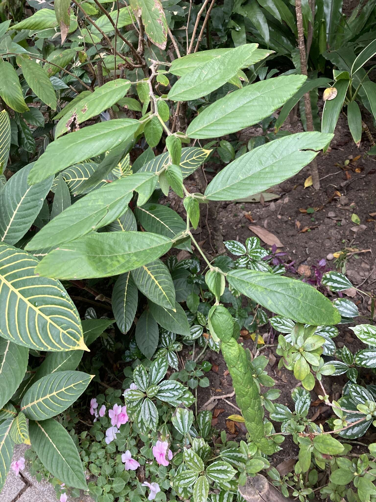 Image of Phyllodium longipes (Craib) Schindl.