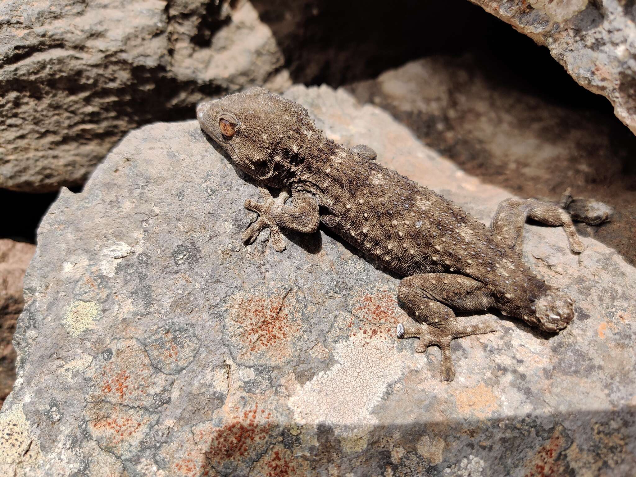 Image of Gomero Wall Gecko