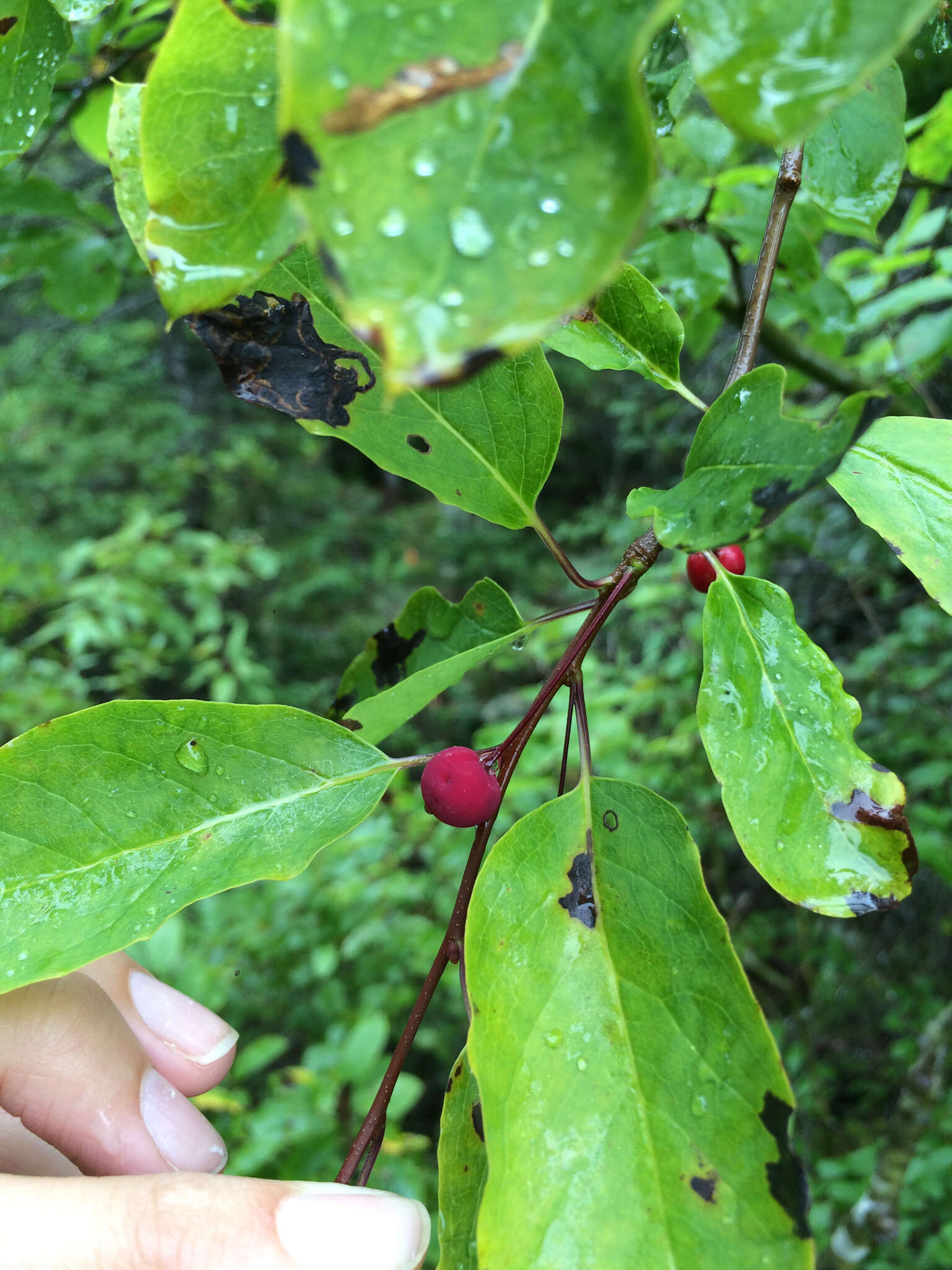 Sivun Ilex mucronata (L.) M. Powell, V. Savolainen & S. Andrews kuva