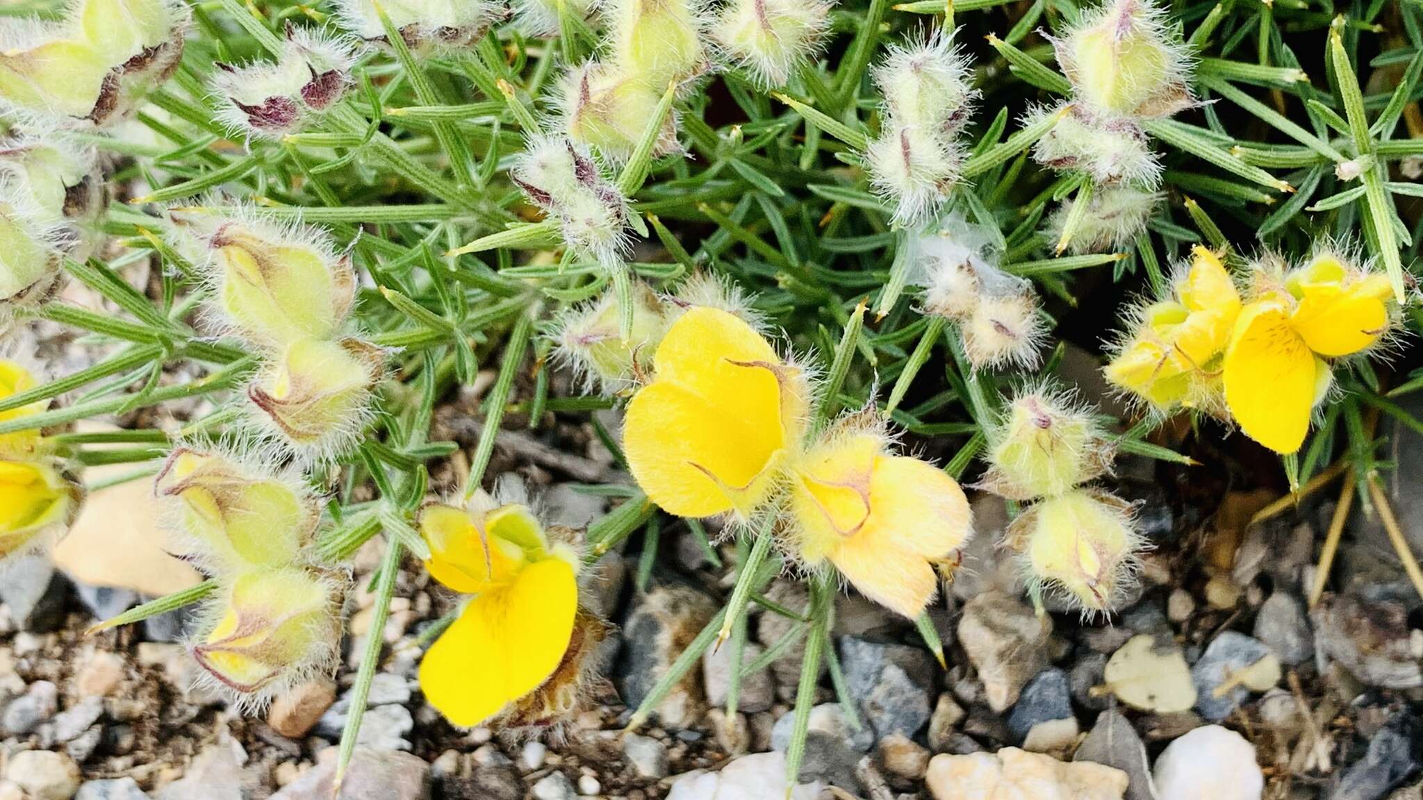 Image of Echinospartum boissieri (Spach) Rothm.