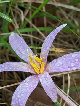 Image of Colchicum longifolium Castagne