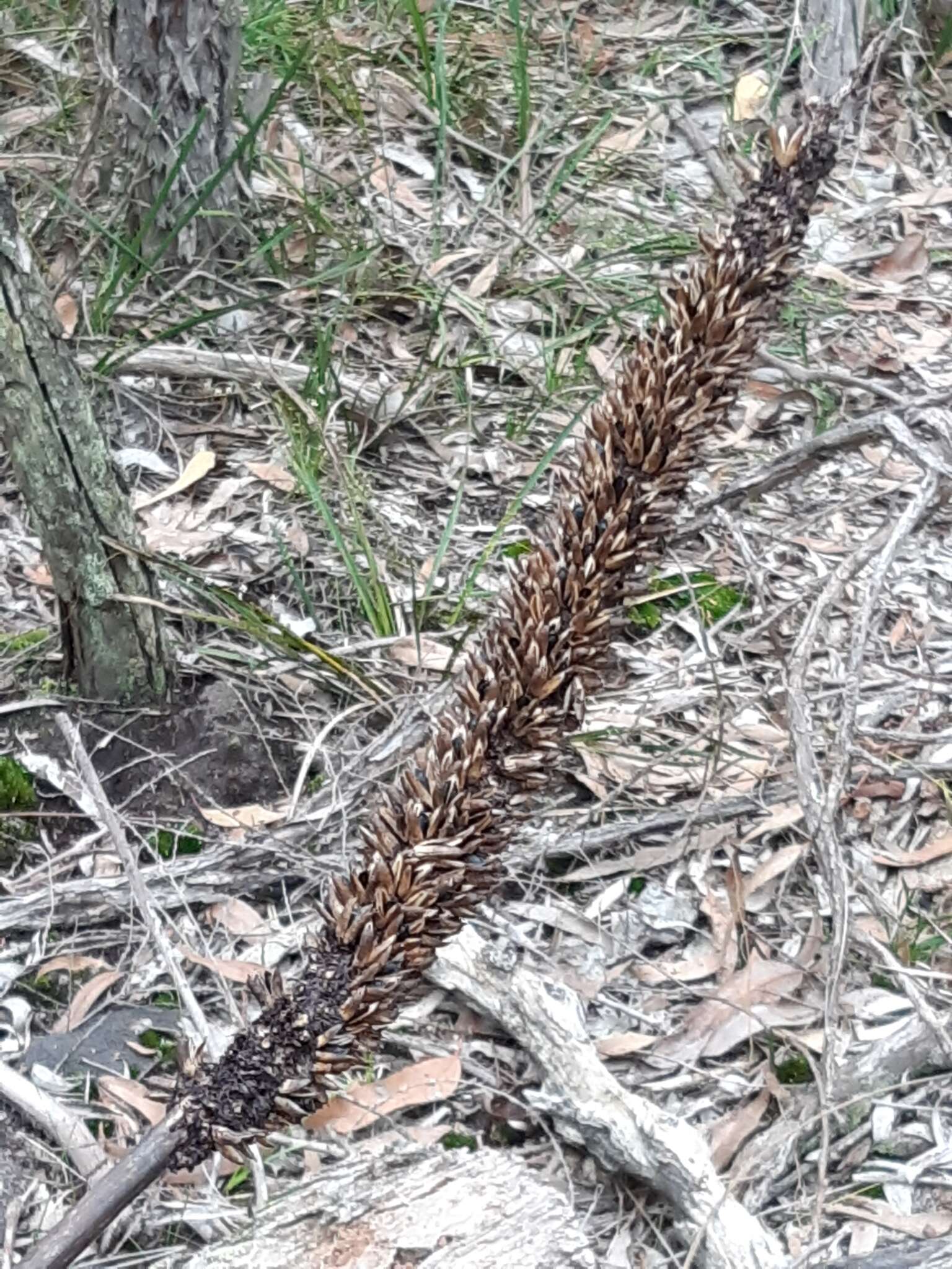 Image of Xanthorrhoea minor subsp. lutea D. J. Bedford