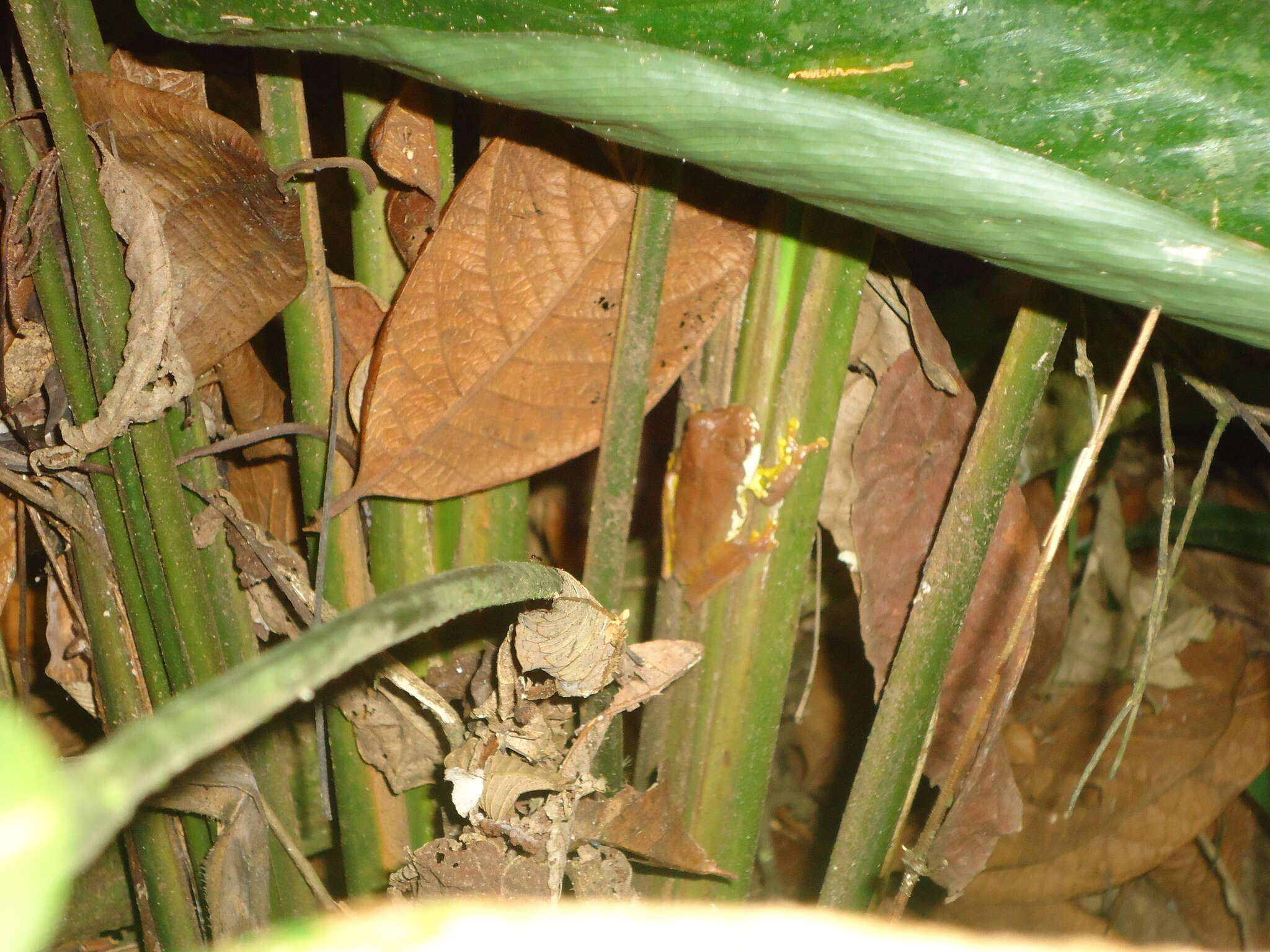 Imagem de Gastrotheca pulchra Caramaschi & Rodrigues 2007