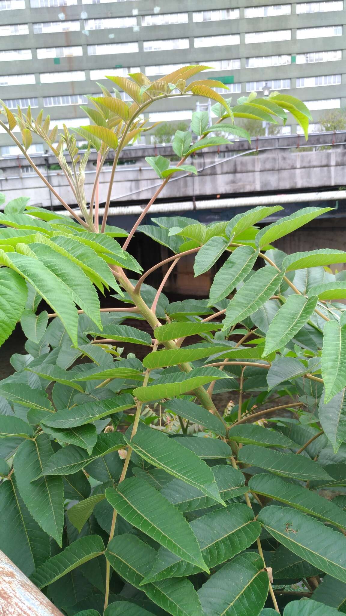 Слика од Rhus chinensis var. roxburghii (DC.) Rehd.