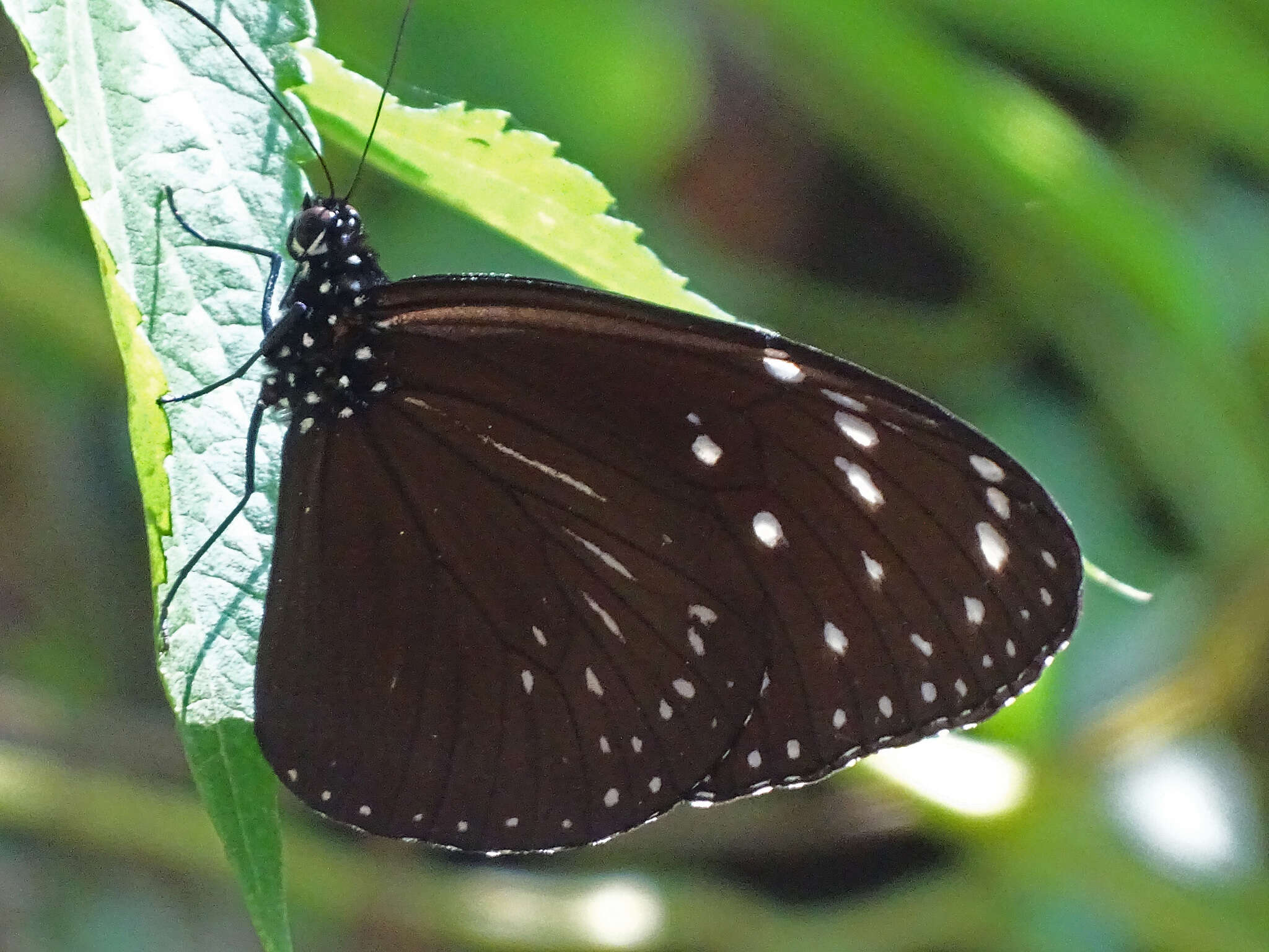 Image of <i>Euploea camaralzeman malayica</i>