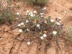 Image of Drosanthemum papillatum L. Bol.