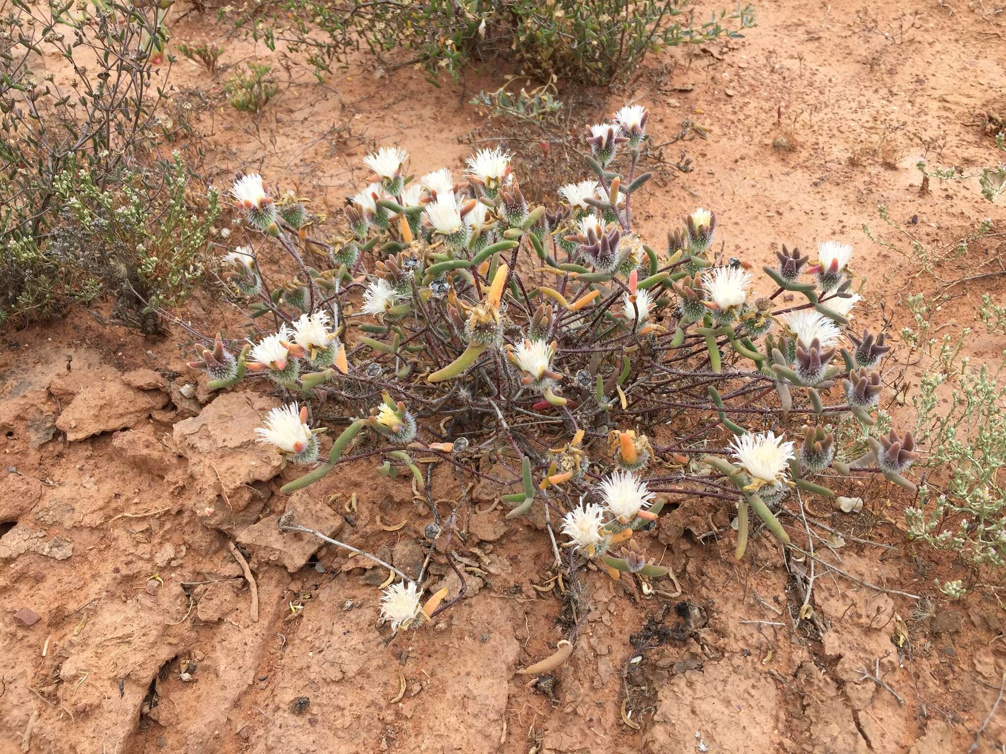 Imagem de Drosanthemum papillatum L. Bol.