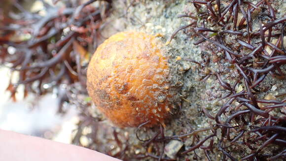 Image of sea lemon