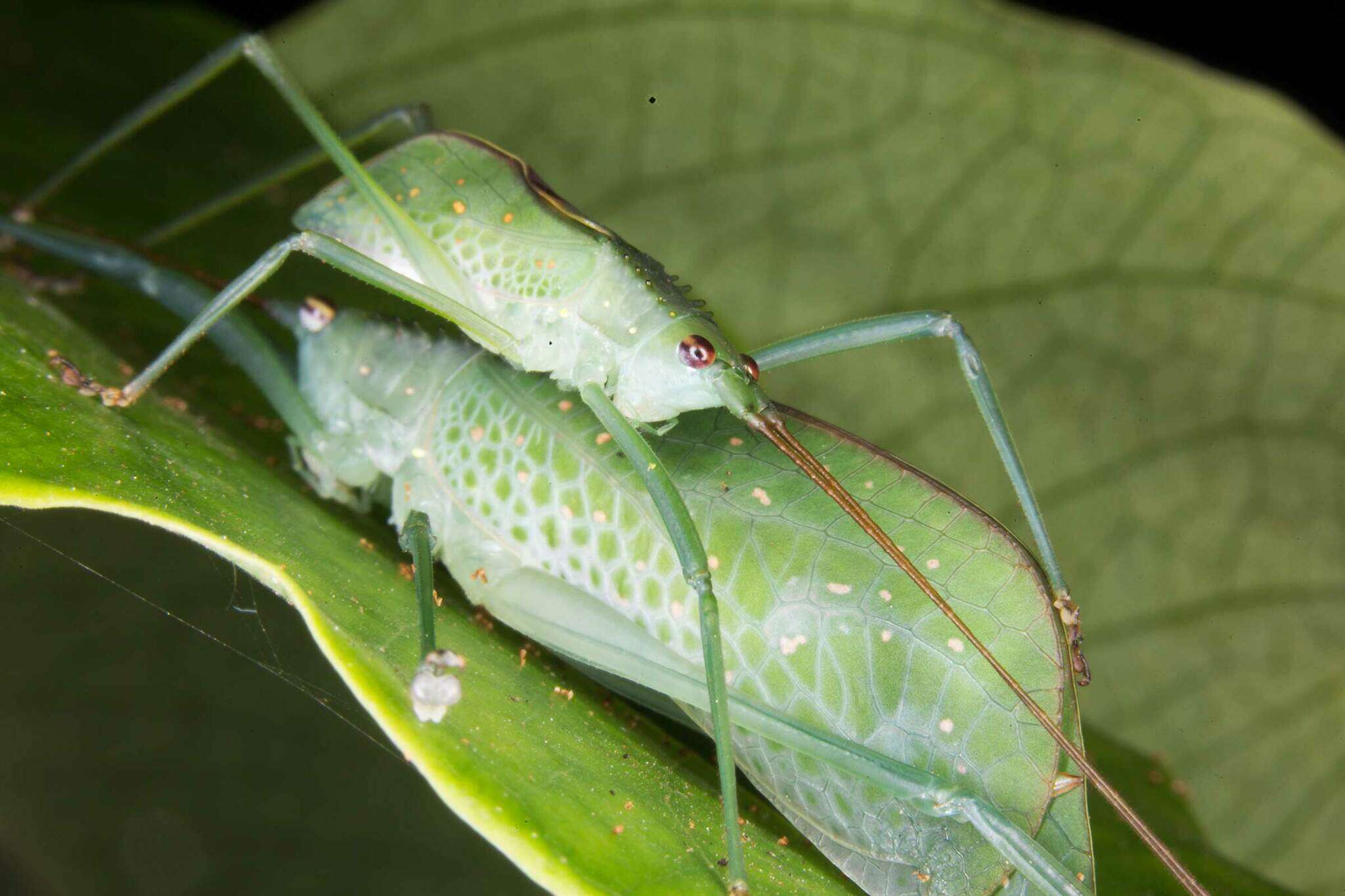 Image of Chloracantha angularis Rentz, D. C. F., Y. Su & Ueshima 2015