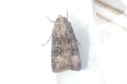 Image of Agrotis trux Hübner 1824