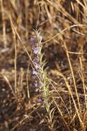 Sivun Trichostema lanceolatum Benth. kuva