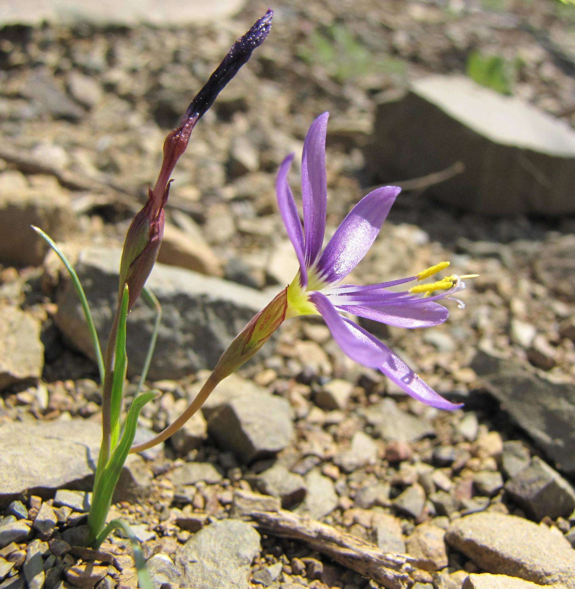 Image of Geissorhiza karooica Goldblatt