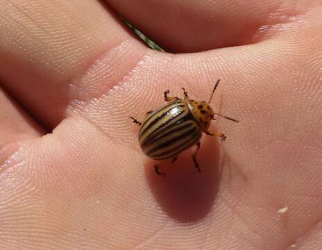 Image of Colorado potato beetle