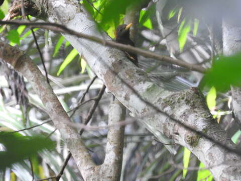 Image of Maroon Woodpecker