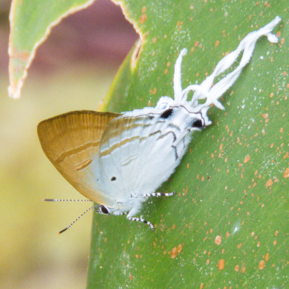 Image of Zeltus amasa amasa