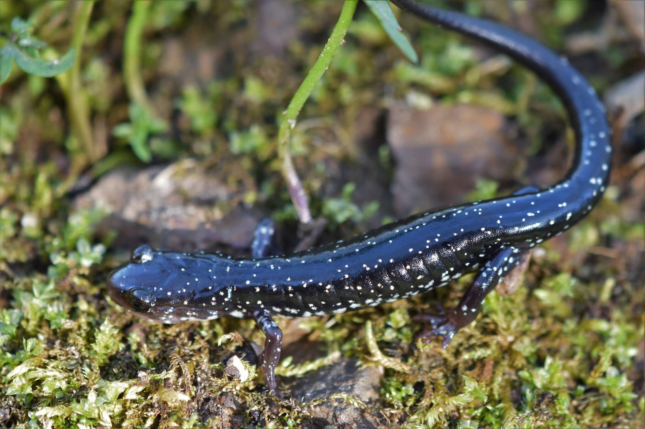 Image of Plethodon kiamichi Highton ex Highton, Maha & Maxson 1989