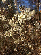 Image de Amelanchier lamarckii F. G. Schroed.