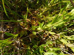 Image of Polygala amarella Crantz