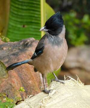 Image of Black-headed Jay