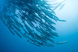 Image of Blackfin barracuda