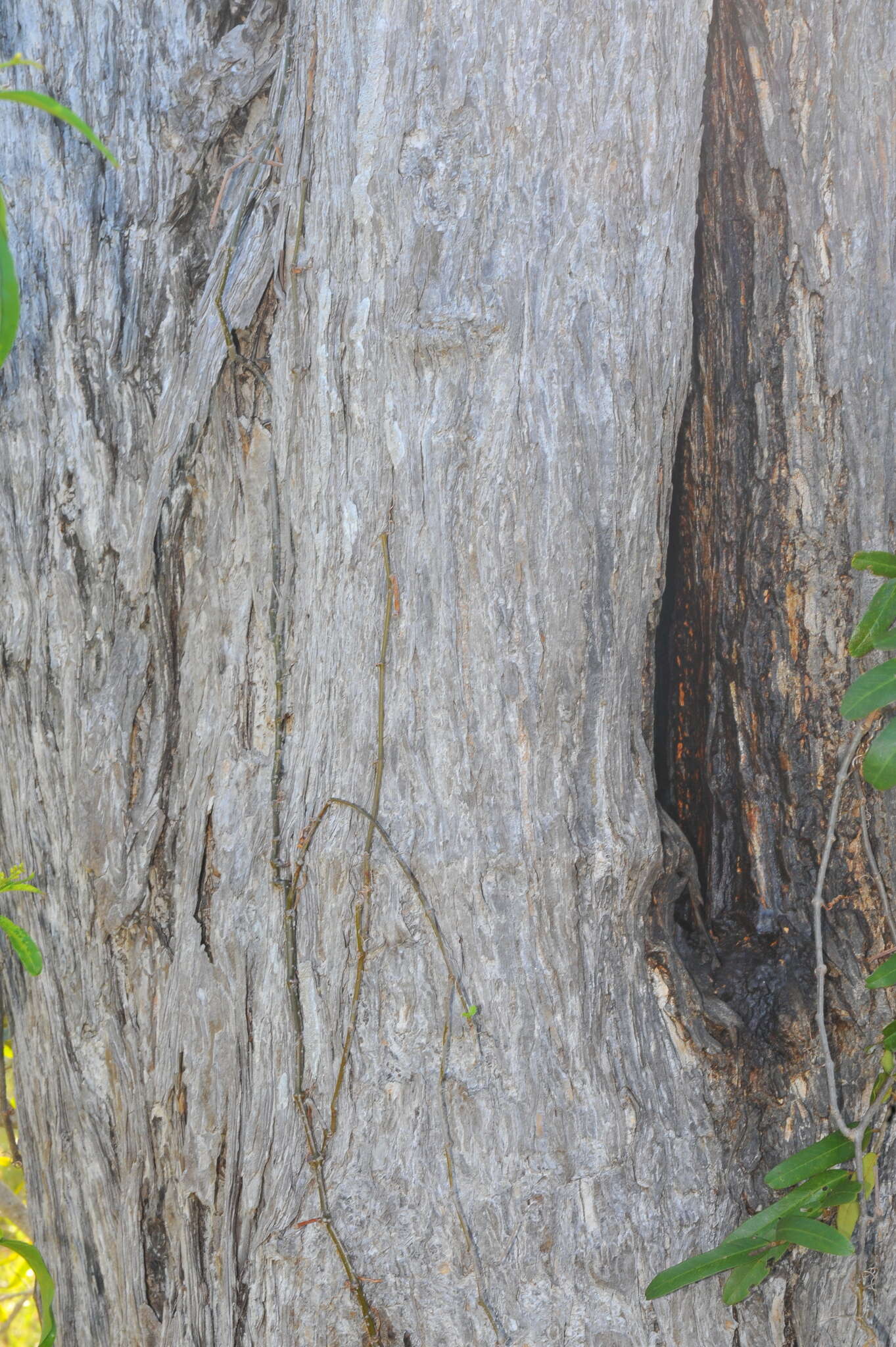 Image of spiny bucida