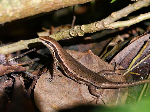 Imagem de Eutropis multicarinata (Gray 1845)