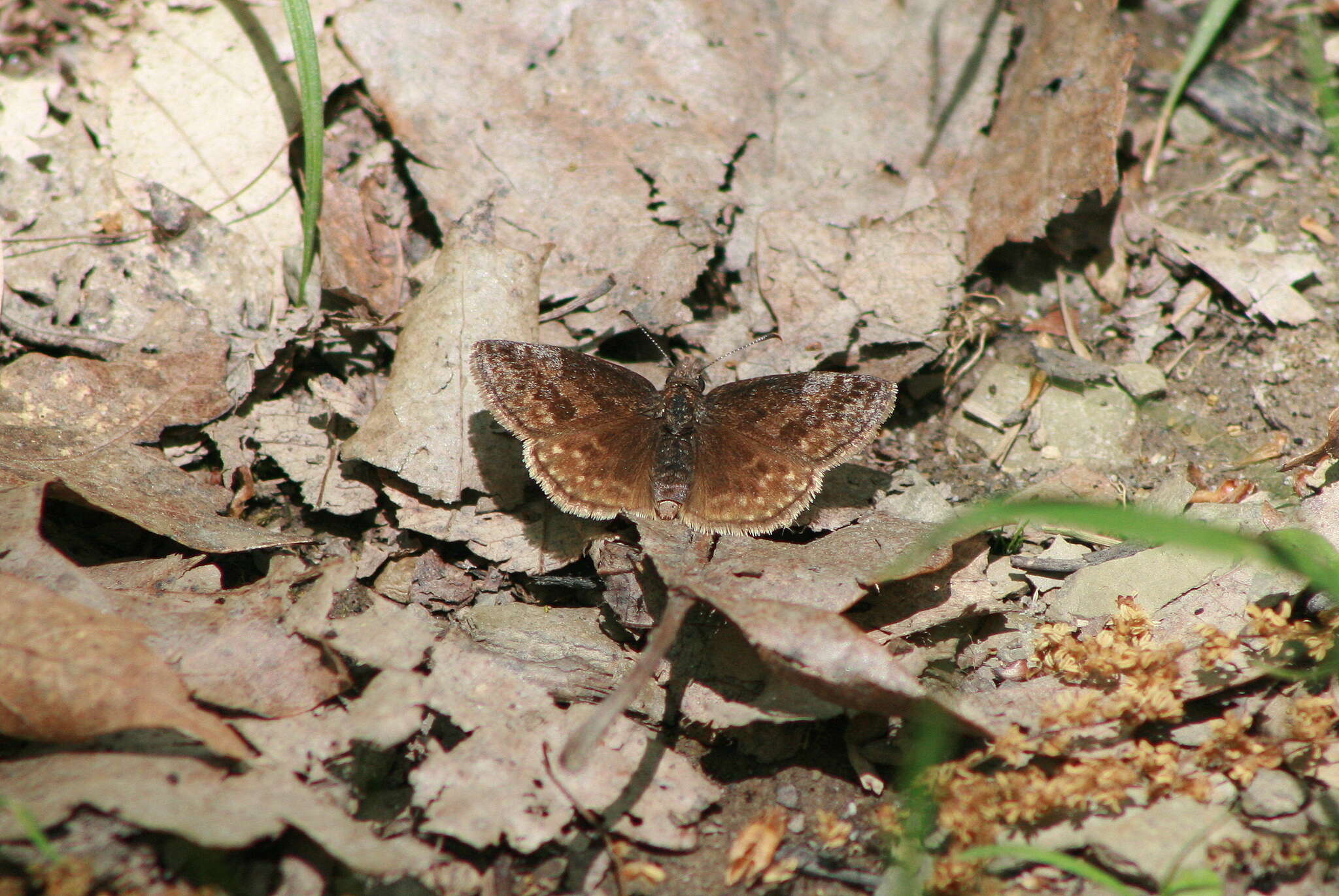 Imagem de Erynnis icelus Scudder & Burgess 1870