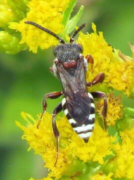 Image of Nomada vicina Cresson 1863