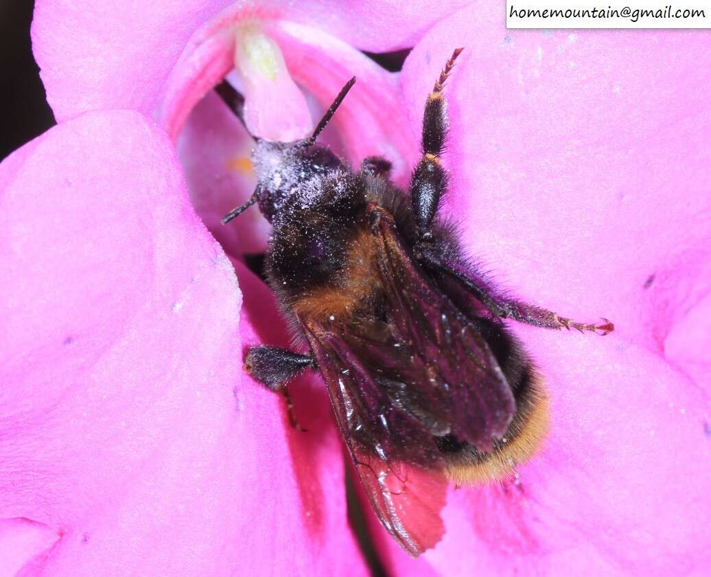 Image of Bombus koreanus (Skorikov 1933)