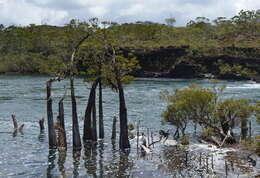 Image of New Caledonia retrophyllum