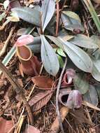 Image of Nepenthes vieillardii Hook. fil.