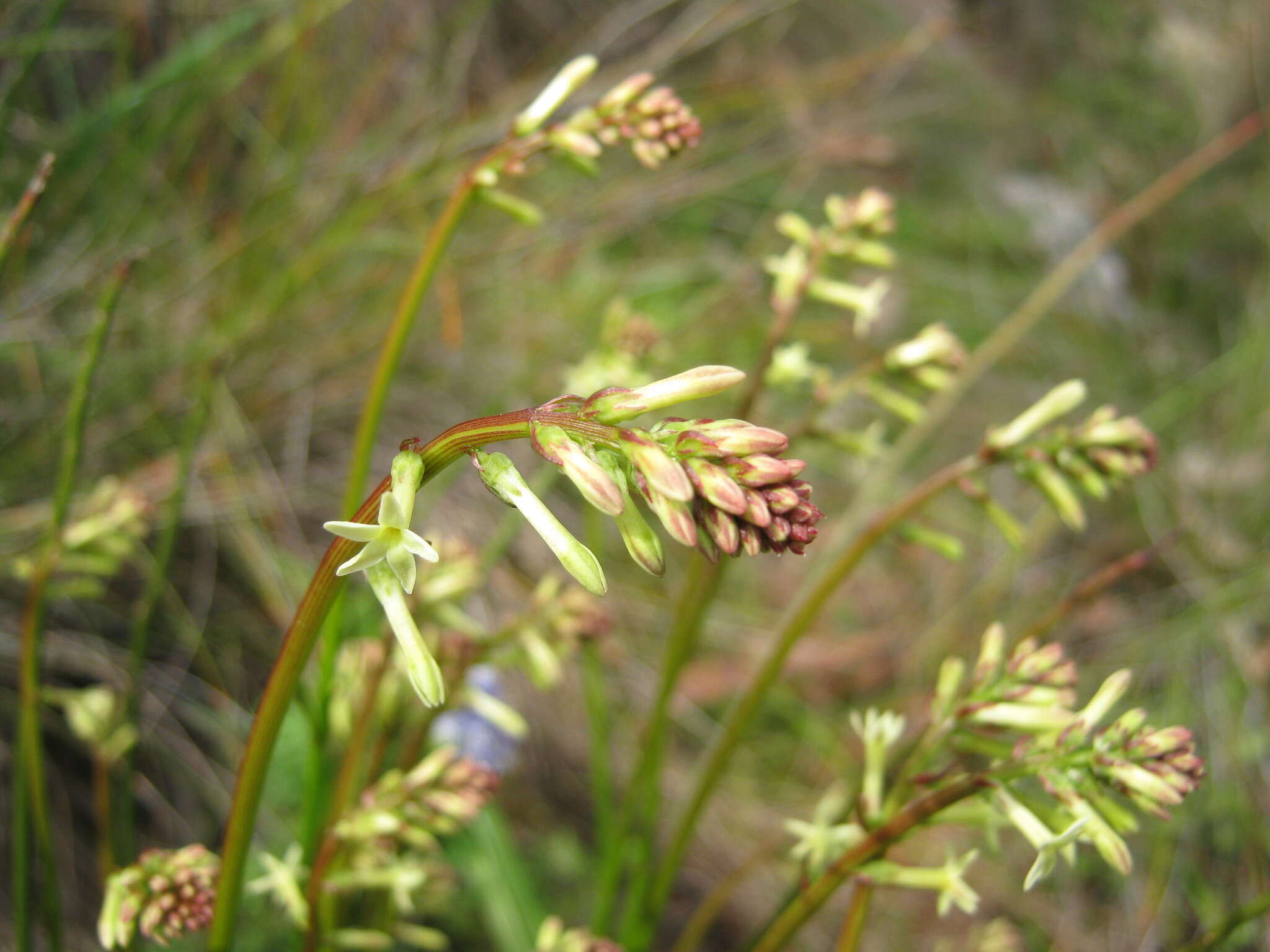 Image of Stackhousia monogyna Labill.