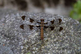 Image of Plathemis Hagen 1861