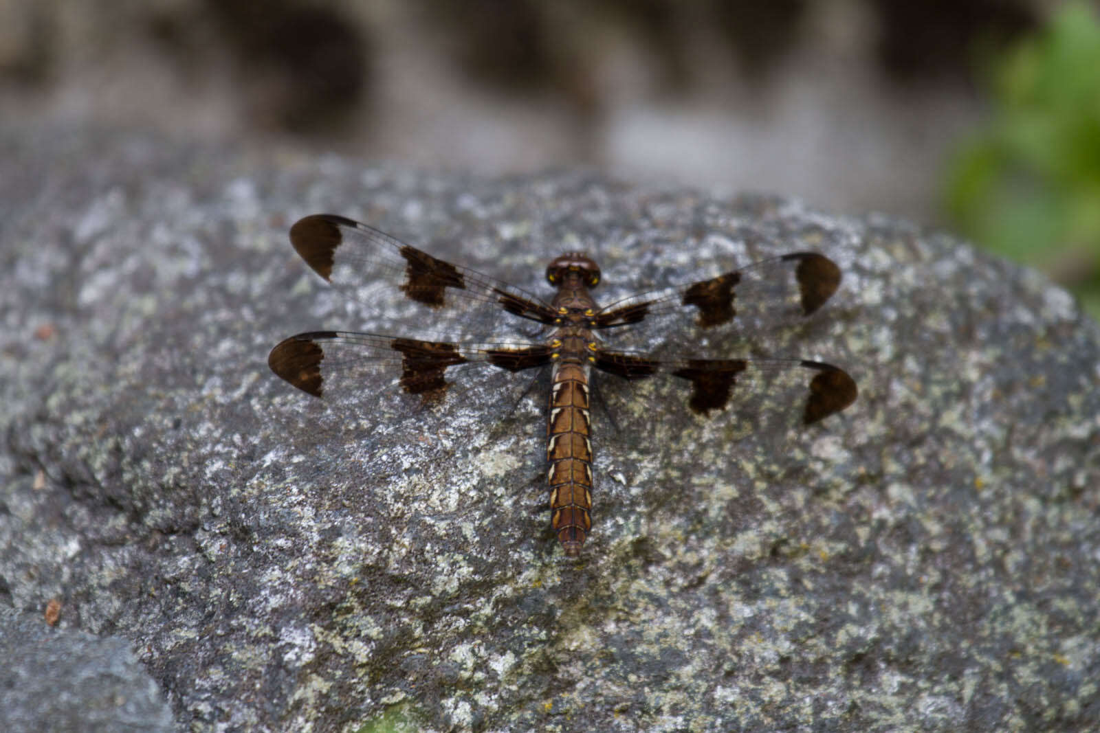 Image of Plathemis Hagen 1861